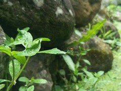 Prodasineura croconota