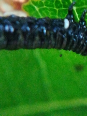 Thaumatomyia notata