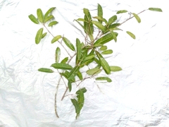 Ficus caulocarpa