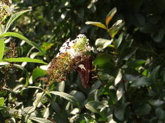Epargyreus clarus image