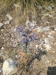 Eryngium amethystinum