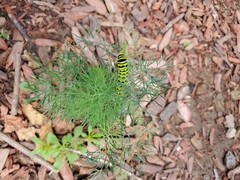 Papilio polyxenes