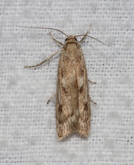 Occidentalia comptulatalis