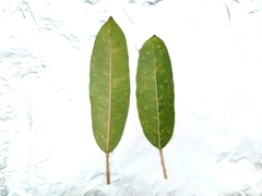 Ficus caulocarpa