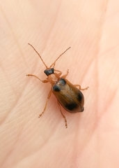 Phyllobrotica quadrimaculata