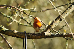 Erithacus rubecula