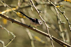 Aegithalos caudatus