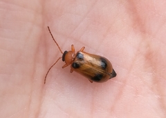 Phyllobrotica quadrimaculata