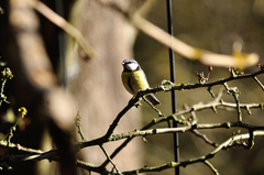 Cyanistes caeruleus