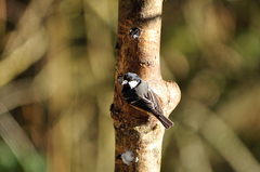 Periparus ater