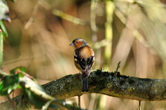 Fringilla coelebs