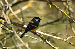Parus major