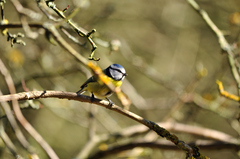 Cyanistes caeruleus