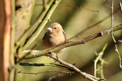 Fringilla coelebs