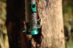 Carduelis carduelis