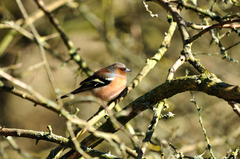 Fringilla coelebs