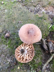 Fungi