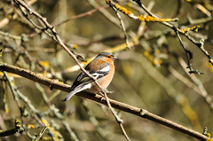 Fringilla coelebs