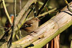 Fringilla coelebs