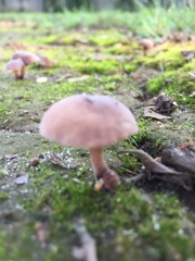 Fungi
