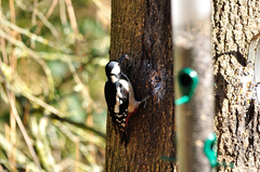 Dendrocopos major