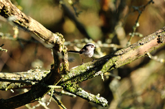 Aegithalos caudatus