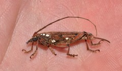 Strongylurus cretifer