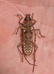 Strongylurus cretifer