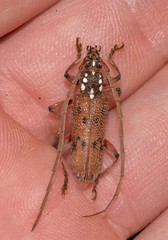 Strongylurus cretifer