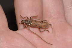 Strongylurus cretifer