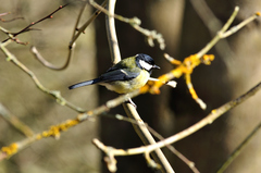 Parus major