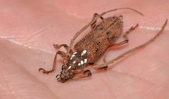 Strongylurus cretifer