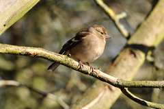 Fringilla coelebs