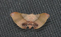 Esthlodora versicolor