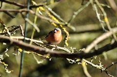 Fringilla coelebs
