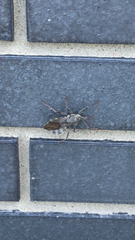 Arilus cristatus
