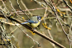 Cyanistes caeruleus