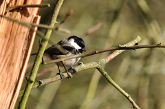 Periparus ater