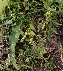 Senecio vulgaris