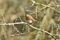 Erithacus rubecula