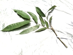Ficus sinuata