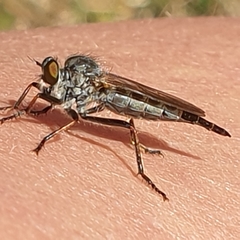 Neoitamus socius