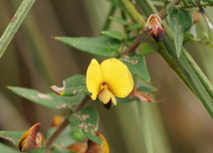 Platylobium obtusangulum