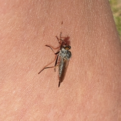 Neoitamus socius