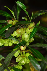 Dodonaea viscosa spatulata