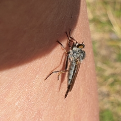 Neoitamus socius