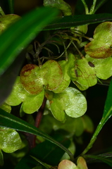 Dodonaea viscosa spatulata