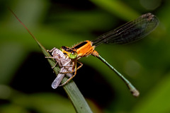 Ischnura senegalensis