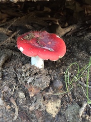 Russula
