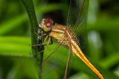 Crocothemis servilia